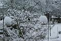 2009-0201-CrabApple_in_Snow_1130_-0,7C